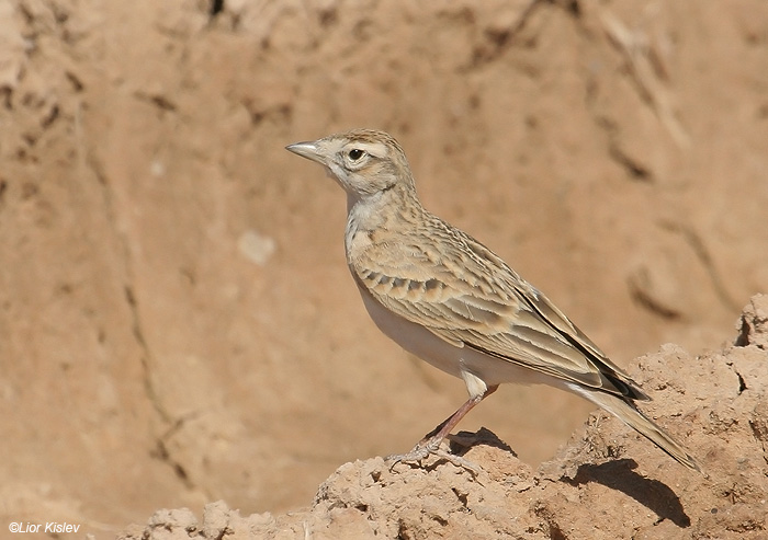    Greater Short-toed Lark             Calandrella brachydactyla,, 2009.: 